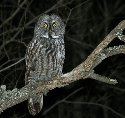 Great Gray Owl