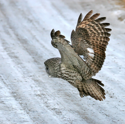 Great Gray Owl