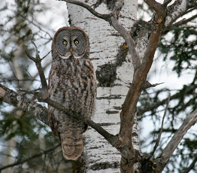 Great Gray Owl