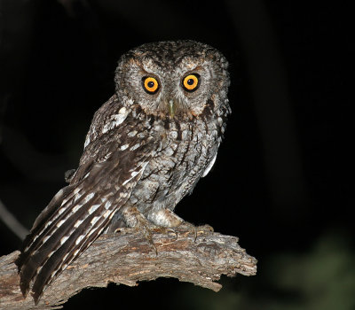 Whiskered Screech-Owl
