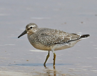 Red Knot