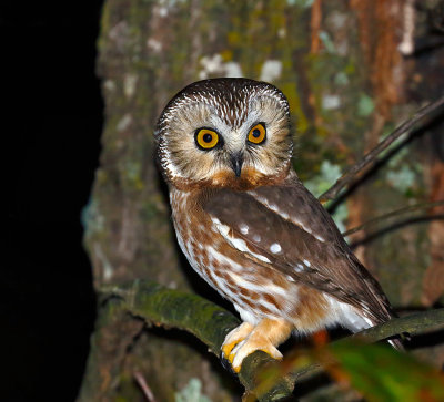 Northern Saw-whet Owl