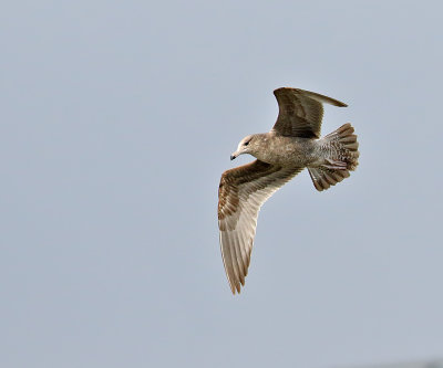 California Gull