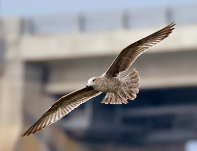 California Gull