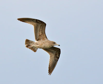 California Gull