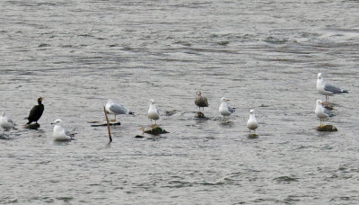 California Gull