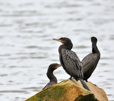 Neotropic Cormorants