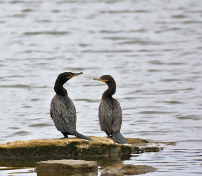 Neotropic Cormorants