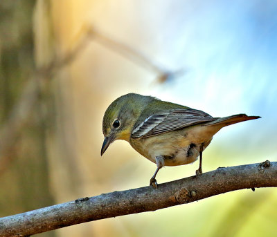 Pine Warbler