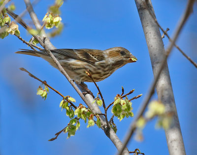 Purple Finch