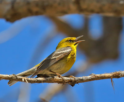 Pine Warbler