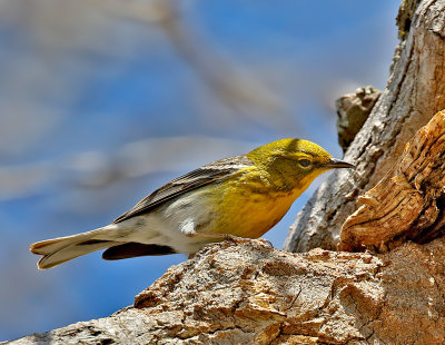 Pine Warbler