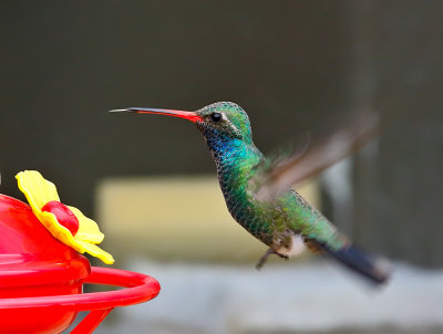 Broad-billed Hummingbird