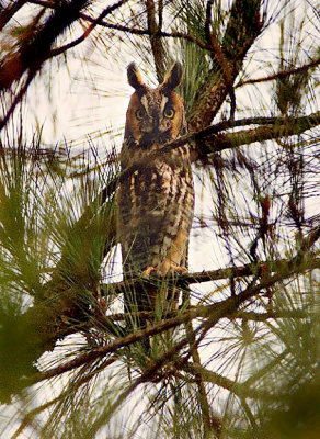 Long-eared Owl