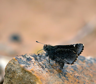 Common Roadside-Skipper