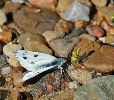 Cabbage White