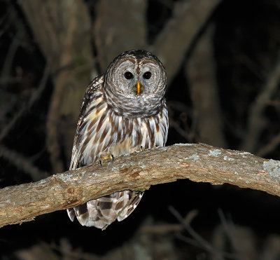 Barred Owl