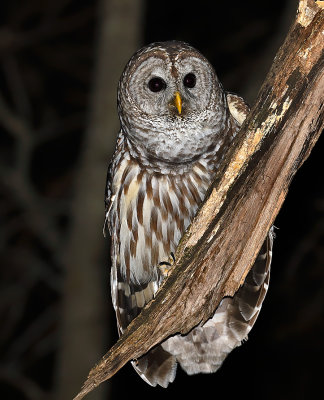 Barred Owl