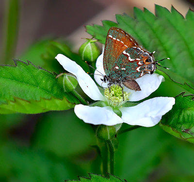 Juniper Hairstreak