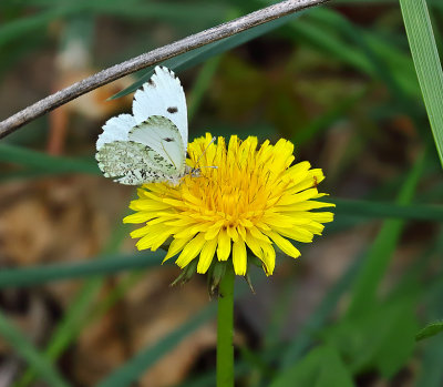 Falcate Orangetip