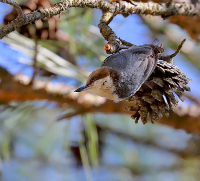 Brown-headed Nuthatch