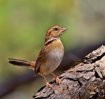 Bachman's Sparrow