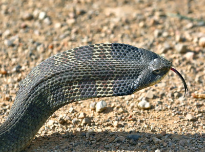 Eastern Hog-nosed Snake