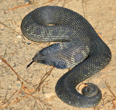 Eastern Hog-nosed Snake