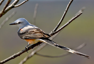 Scissortailed Flycatcher