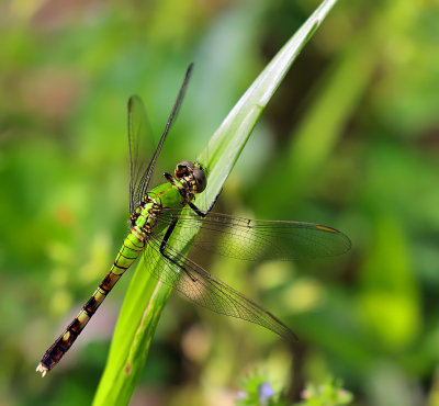 Eastern Pondhawk