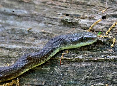 Black Ratsnake