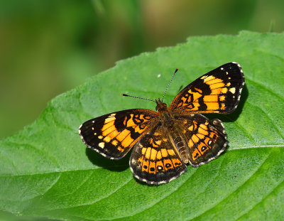 Silvery Checkerspot