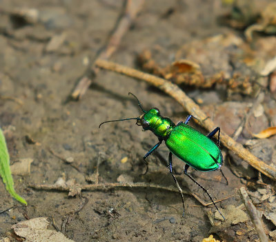 Six-spotted Tiger Beetle