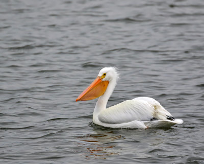 American White Pelican