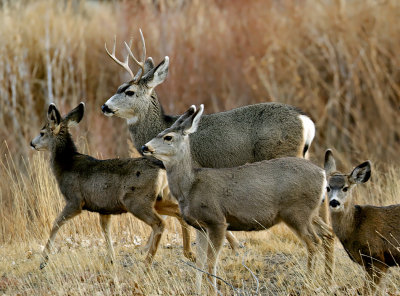 Mule Deer