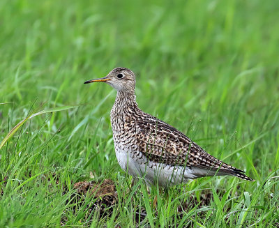 Upland Sandpiper