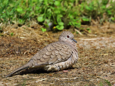 Inca Dove