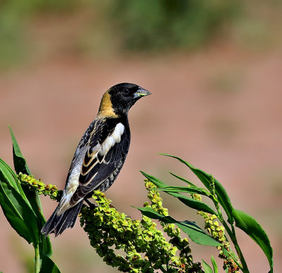 Bobolink