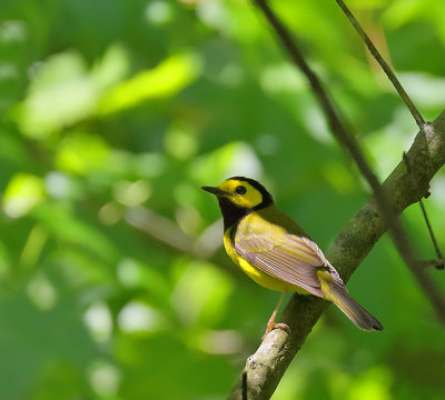 Hooded Warbler