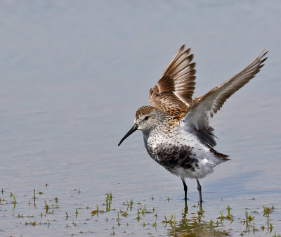 Dunlin