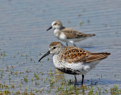 Dunlin