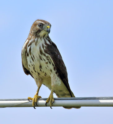 Broad-winged Hawk