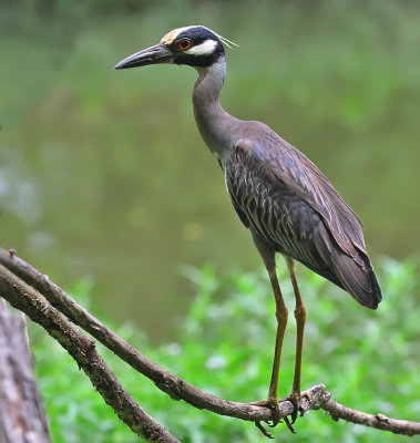 Yellow-crowned Night-heron