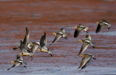 Short-billed Dowitchers