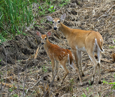 White-tailed Deer with fawn