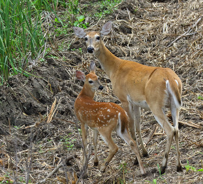 White-tailed Deer with fawn