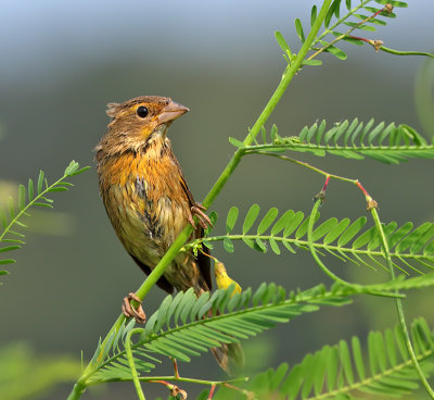 Dickcissel