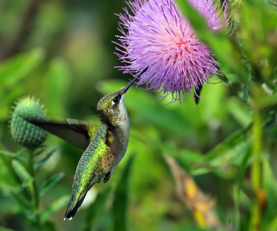 Ruby-throated Hummingbird