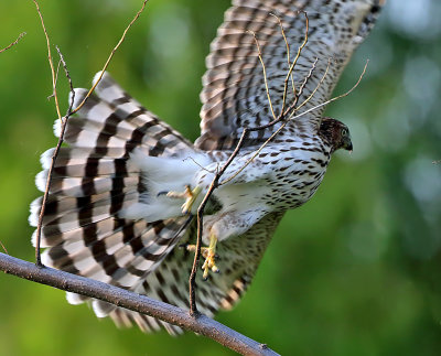 Cooper's Hawk