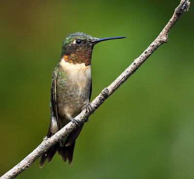 Ruby-throated Hummingbird